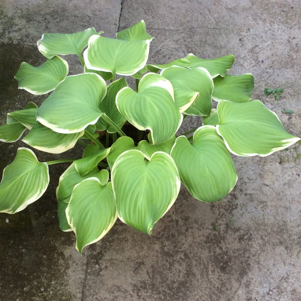 Hosta Siria