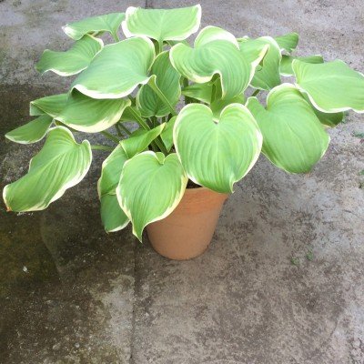 Hosta Siria