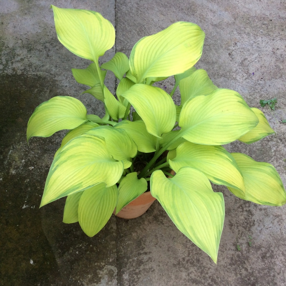 Hosta Paradise Power