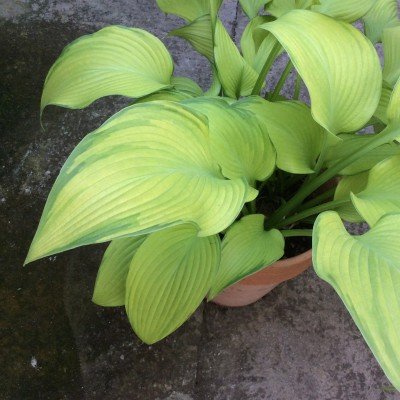 Hosta Paradise Power