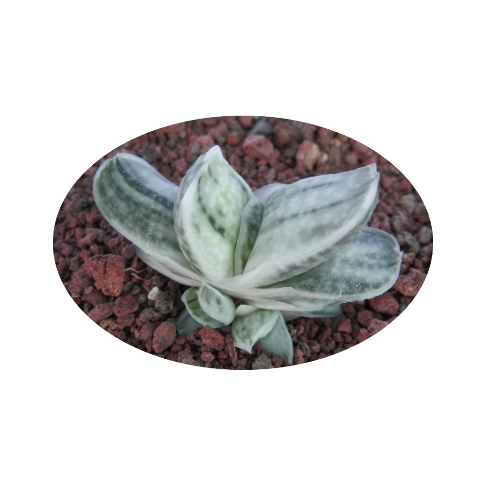 Gasteria Satu-satu no  Matsu