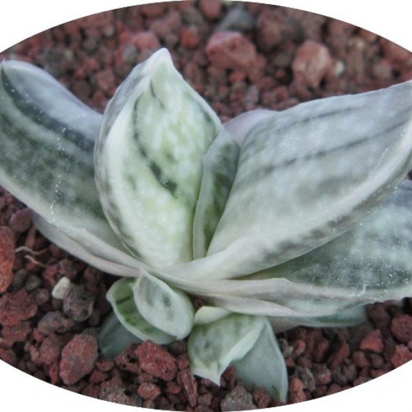 Gasteria Satu-satu no  Matsu