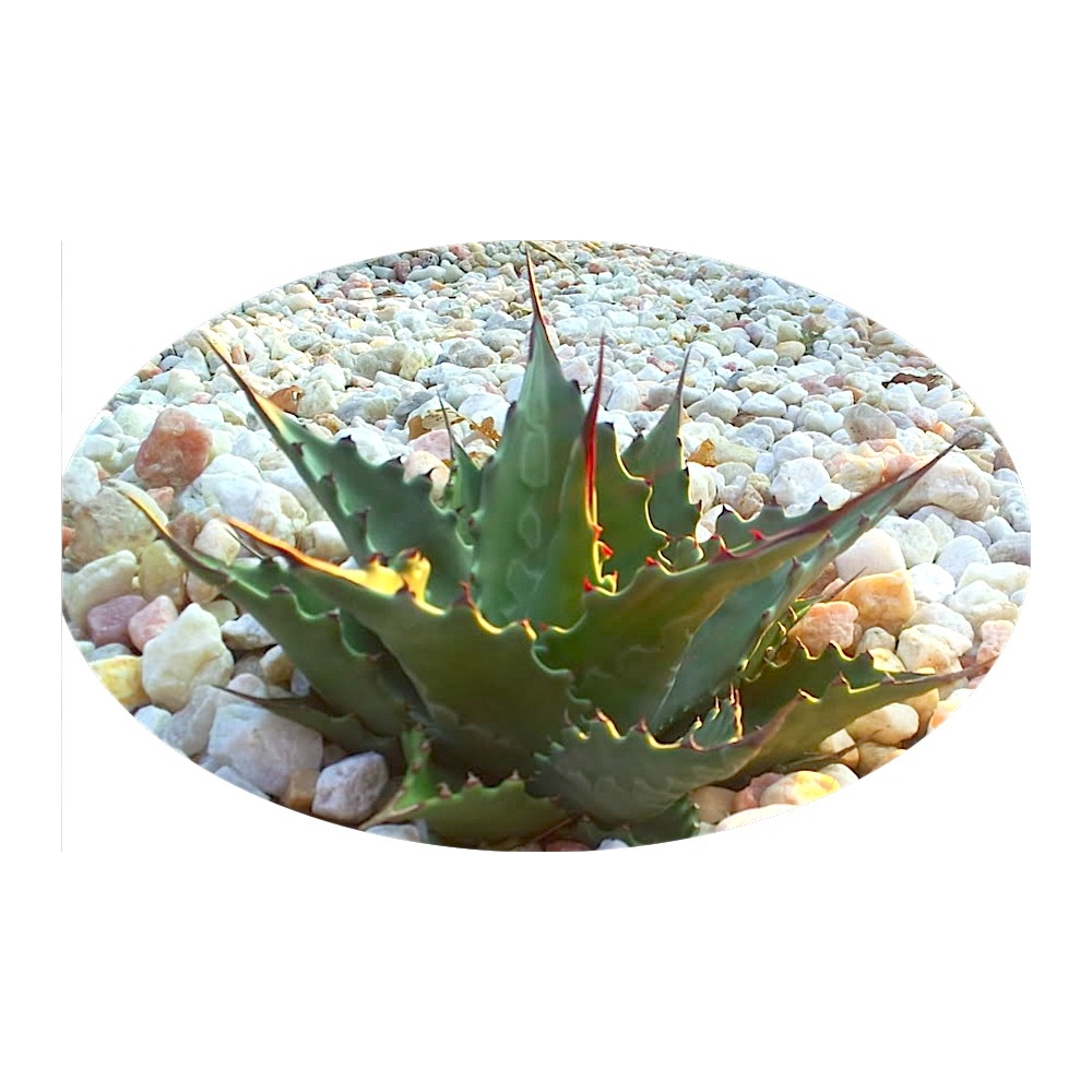 Agave Montana