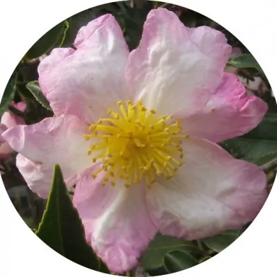 Camelia sasanqua Hino De Gumo