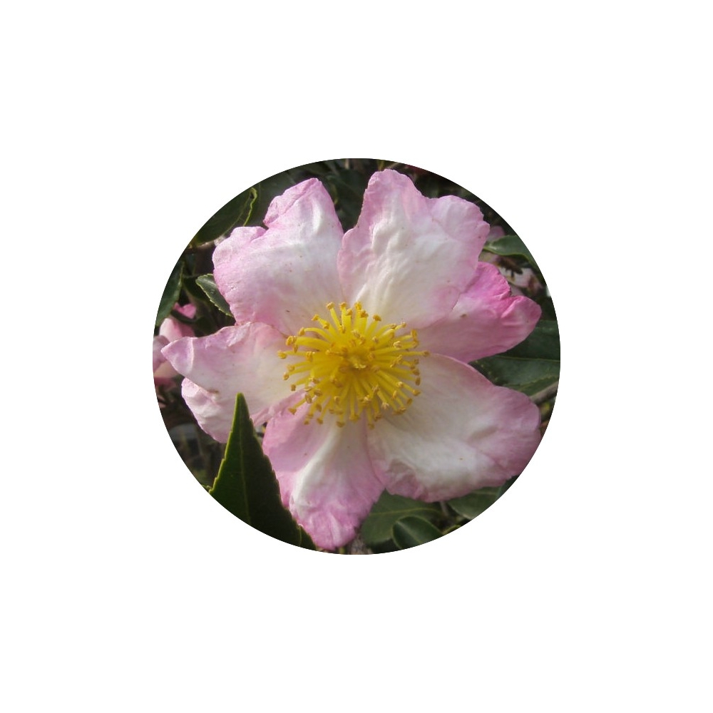 Camelia sasanqua Hino De Gumo