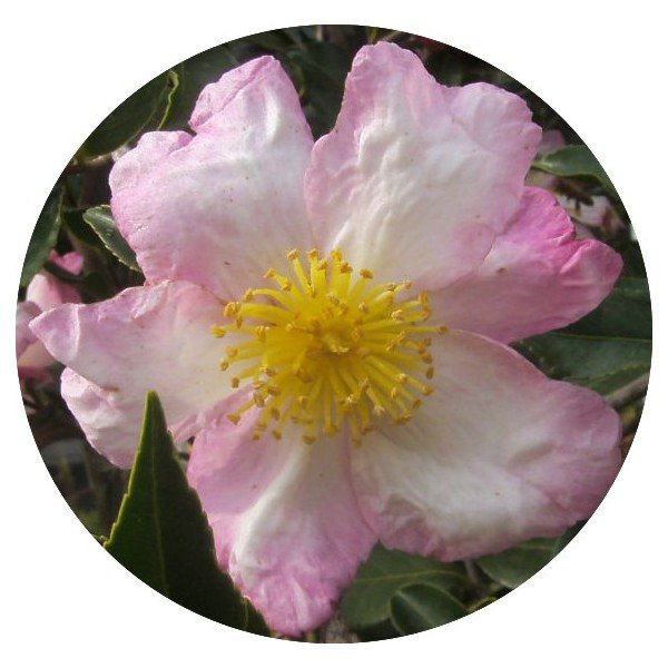 Camelia sasanqua Hino De Gumo