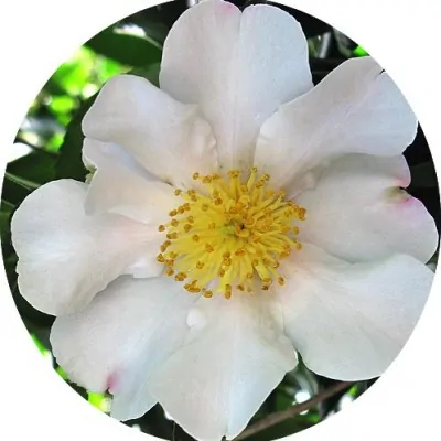 Camelia sasanqua  Cleopatra white