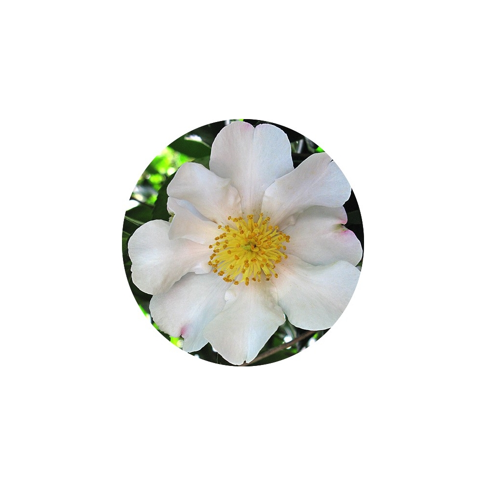 Camelia sasanqua  Cleopatra white