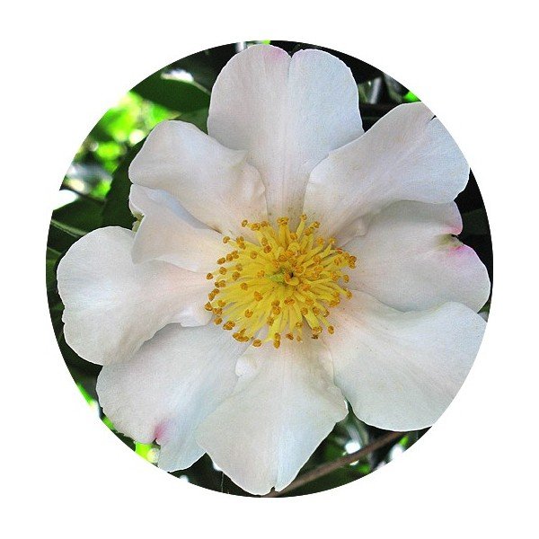 Camelia sasanqua  Cleopatra white