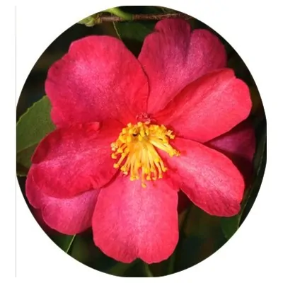 Camelia sasanqua Hiryu