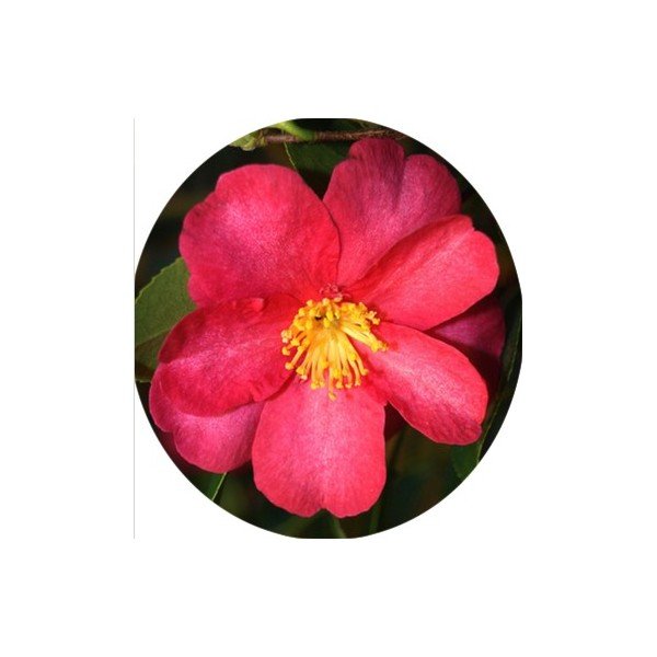 Camelia sasanqua Hiryu