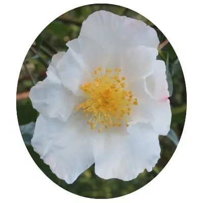 Camelia sasanqua FLM 10