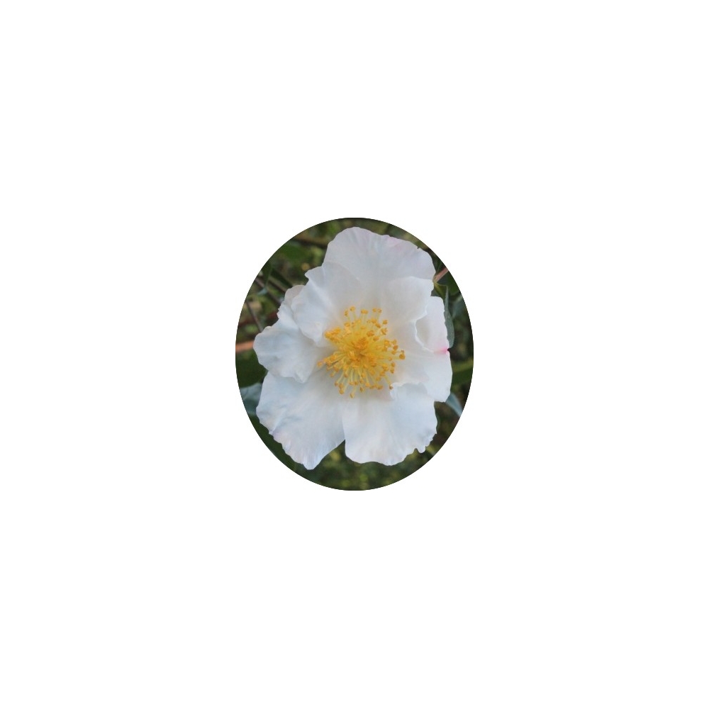 Camelia sasanqua FLM 10