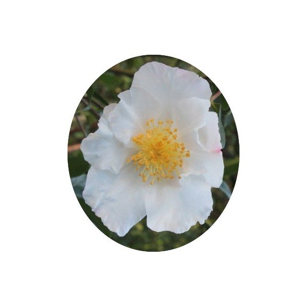 Camelia sasanqua FLM 10