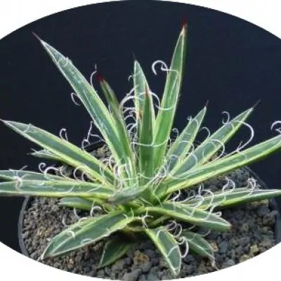 Agave Leopoldii Marginata