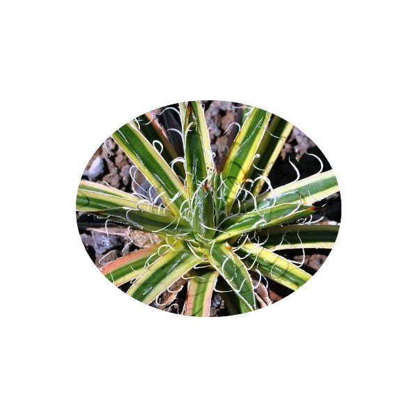 Agave Leopoldii Marginata