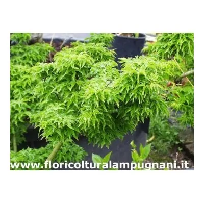 Acer Crispifolium Shishigashira