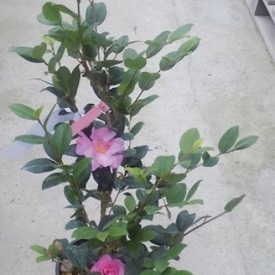 Camelia sasanqua FLM 2