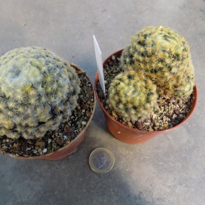 Mammillaria schiedeana