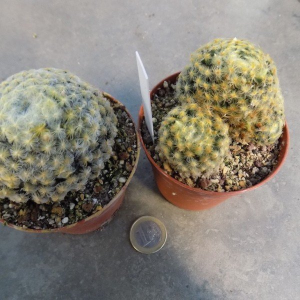 Mammillaria schiedeana