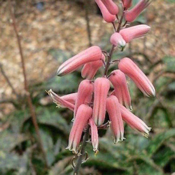 Aloe jucunda