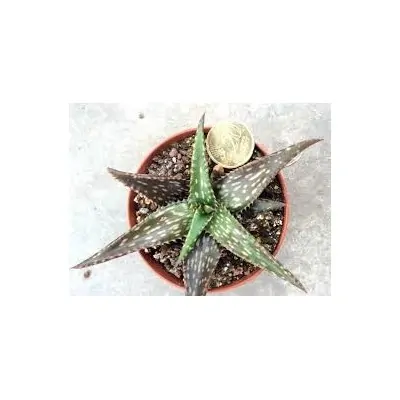 Aloe jucunda