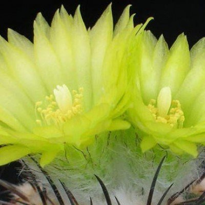 Neoporteria Horridocactus sp. fiore verde