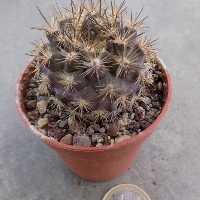 Neoporteria Polyraphis