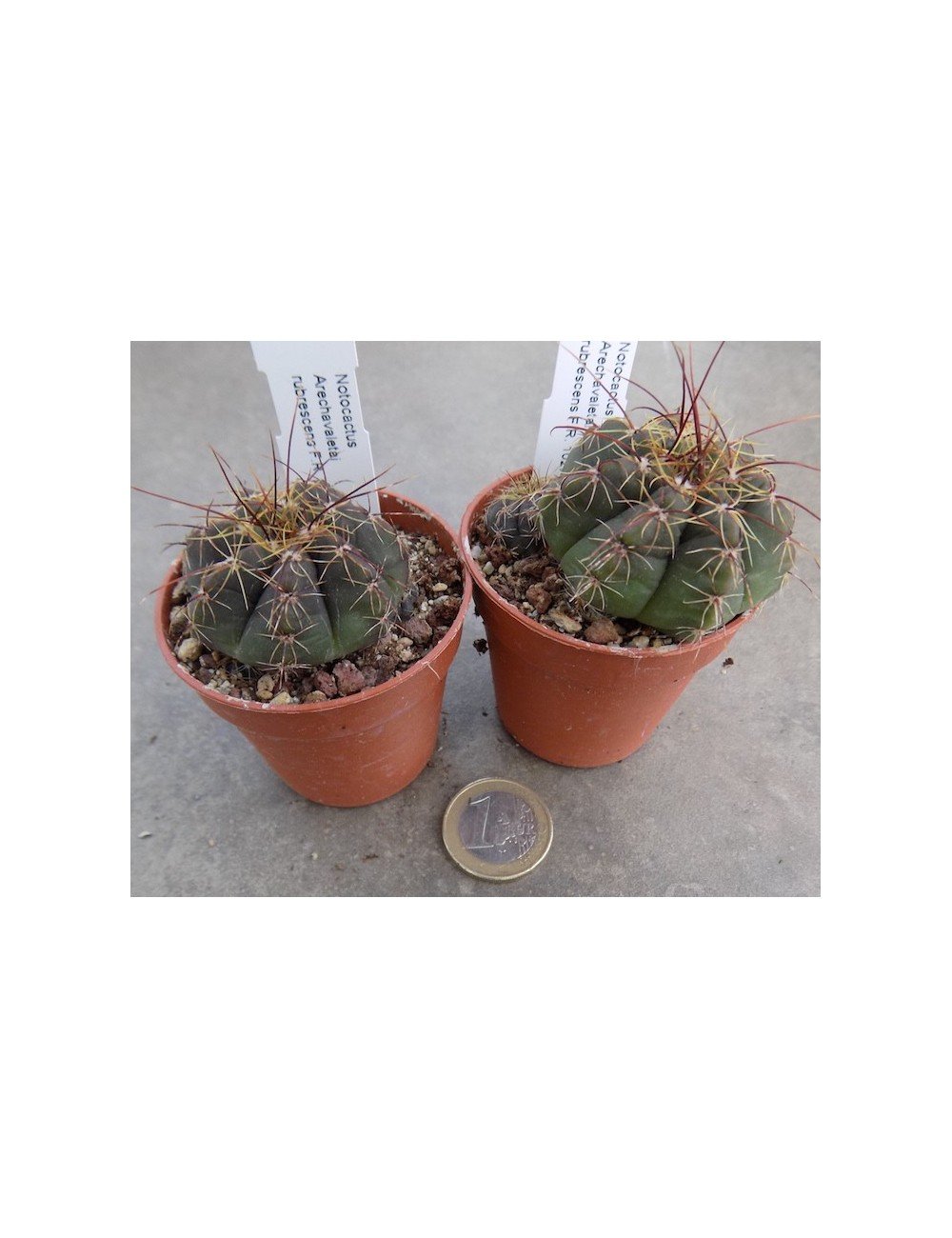 Notocactus arechavaletai rubescens fr. 1027