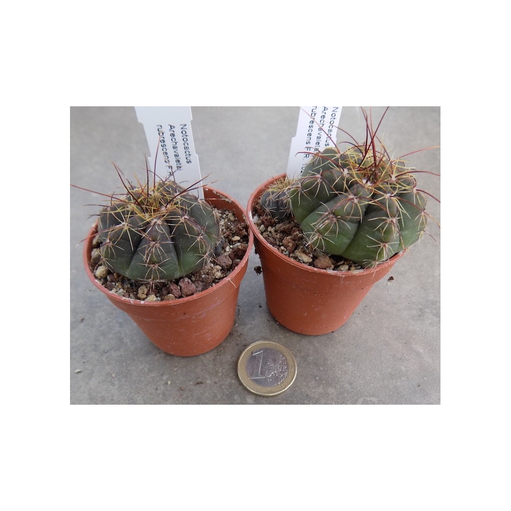 Notocactus arechavaletai rubescens fr. 1027