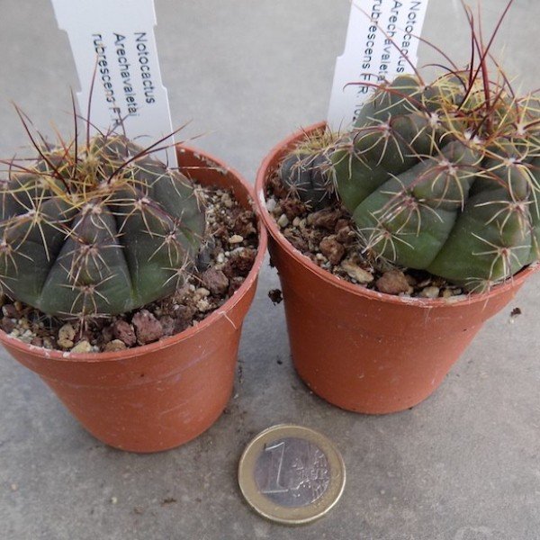 Notocactus arechavaletai rubescens fr. 1027