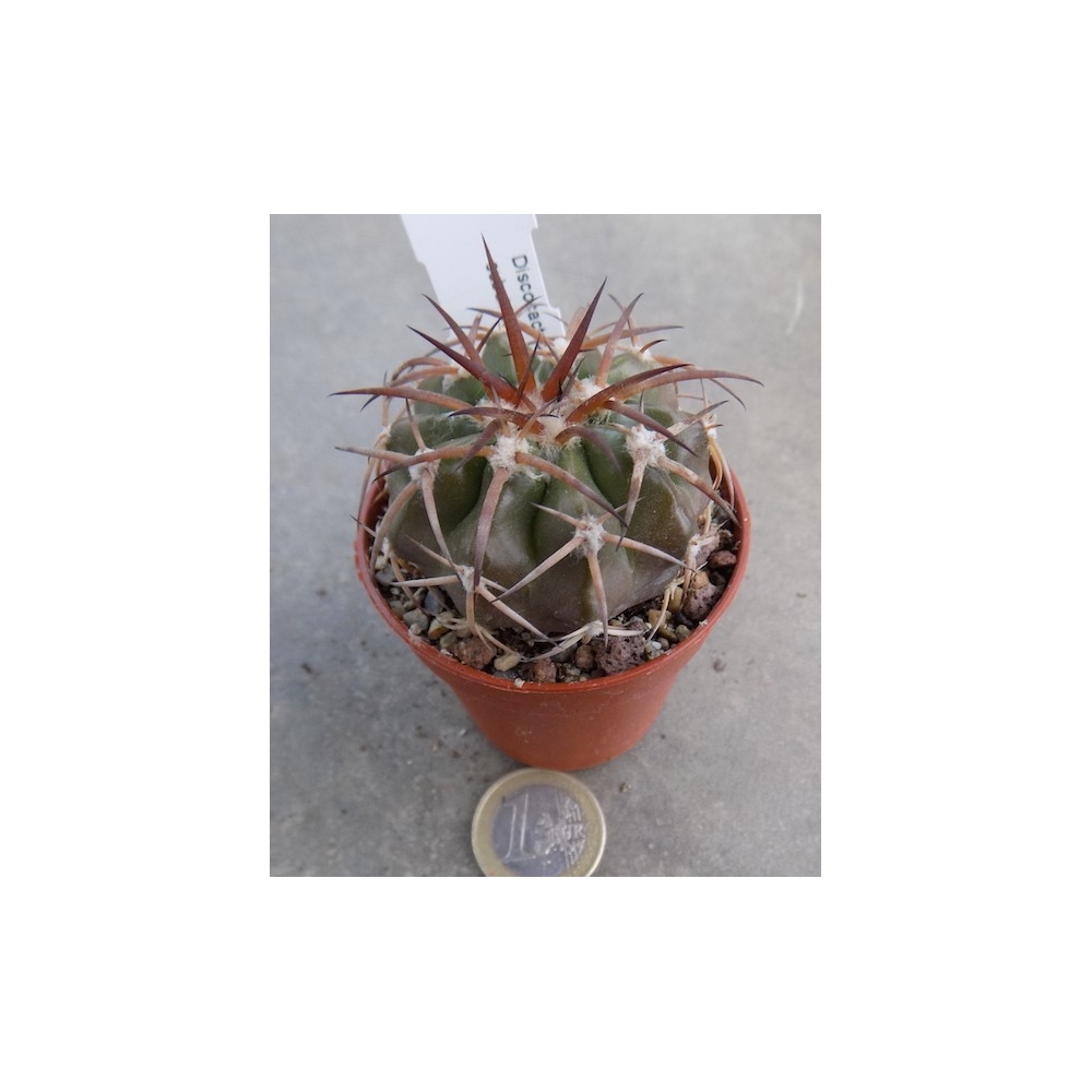 Discocactus subuiridigrosseus