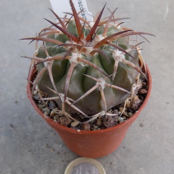 Discocactus subuiridigrosseus