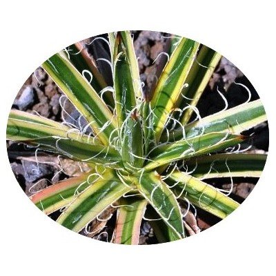 Agave Leopoldii V. variegata