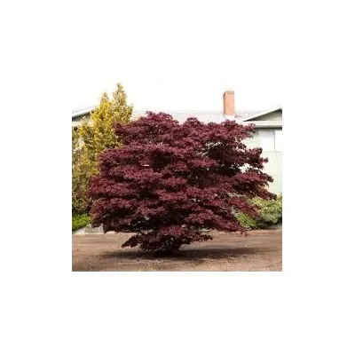 Acer Palmatum Bloodgood