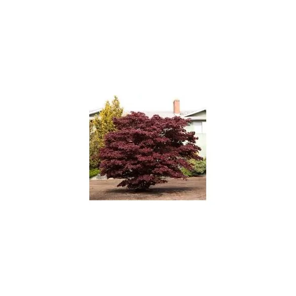 Acer Palmatum Bloodgood