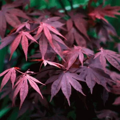 Acer Palmatum Bloodgood