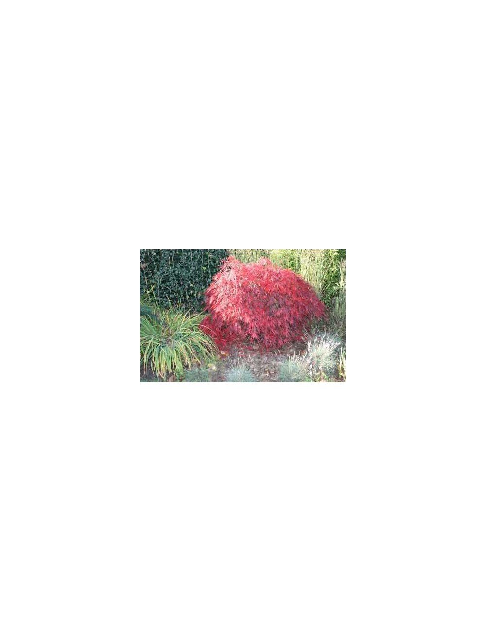 Acer Palmatum Dissectum Stella rossa