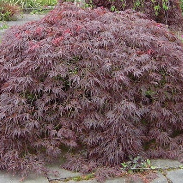 Acer Palmatum Dissectum ornatum