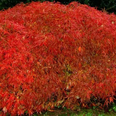 Acer Palmatum Dissectum ornatum