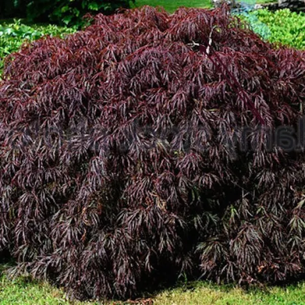 Acer Palmatum Dissectum Nigrum