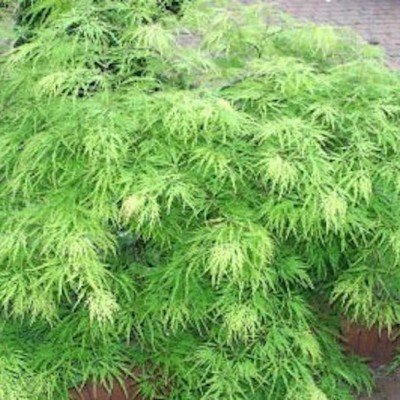 Acer Palmatum Dissectum Viridis