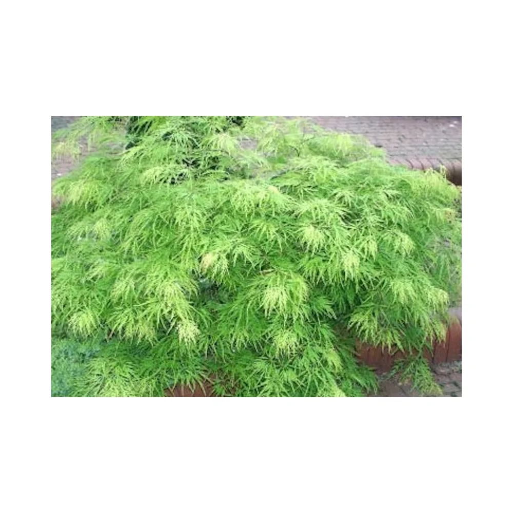 Acer Palmatum Dissectum Viridis