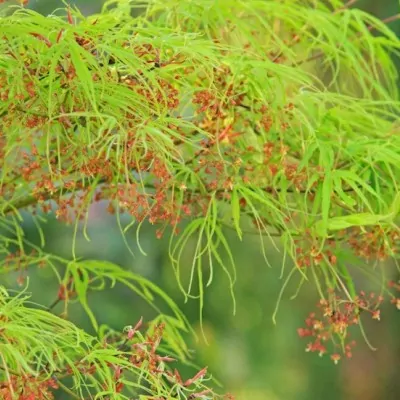 Acer Palmatum Koto No Ito vaso 15