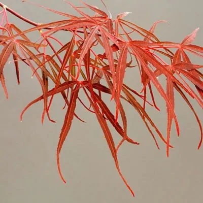 Acer Palmatum Red Pygmy vaso 24 altezza cm. 80 circa