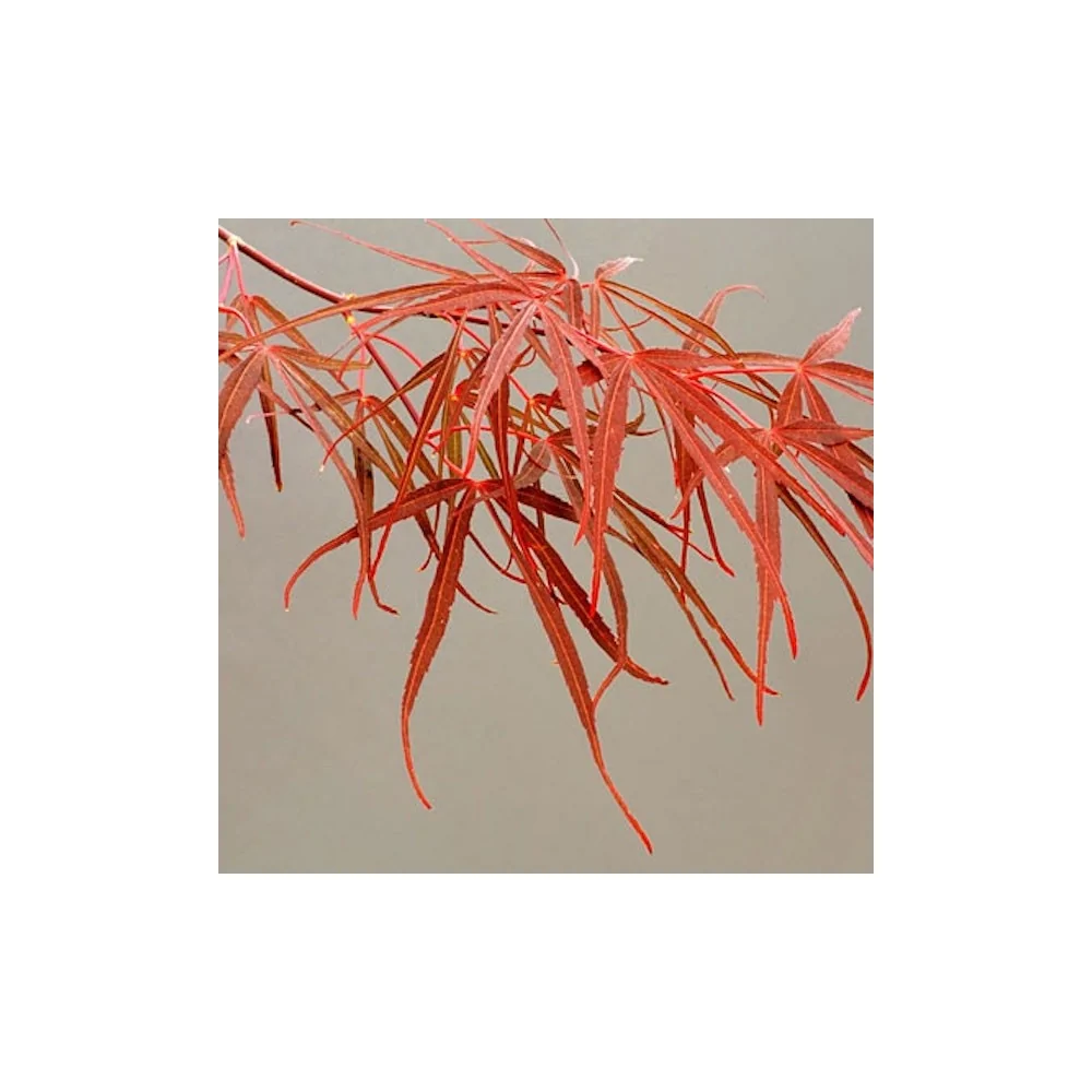 Acer Palmatum Red Pygmy vaso 24 altezza cm. 80 circa