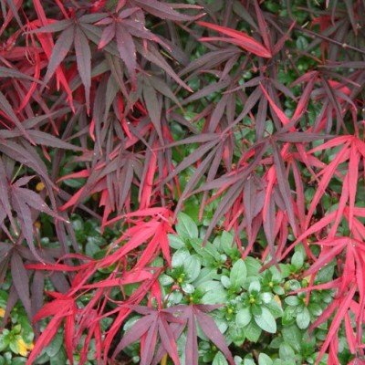 Acer Palmatum Red Pygmy vaso 24 altezza cm. 80 circa