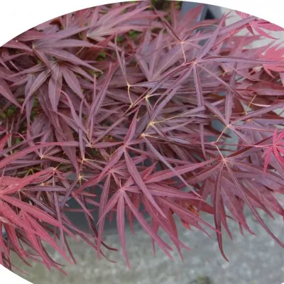 Acer Palmatum Red Pygmy vaso 24 altezza cm. 80 circa