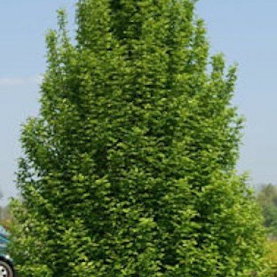 Carpinus Betulus Fastigiata