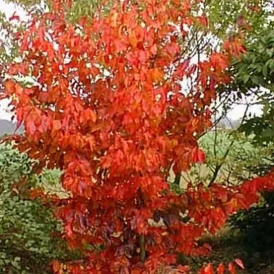 Parrotia Persica